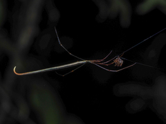 Ariamnes cylindrogaster