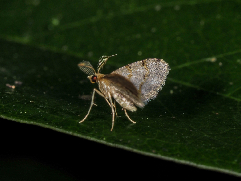 Chrioloba perpusilla