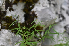 Campanula waldsteiniana