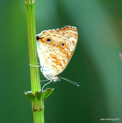 Junonia orithya wallacei