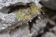 Moehringia muscosa