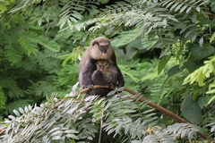 Cercopithecus campbelli