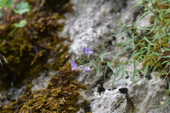 Campanula waldsteiniana