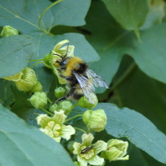 Bombus pratorum