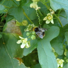 Bombus pratorum