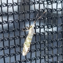 Nectopsyche exquisita