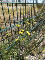 Senecio inaequidens