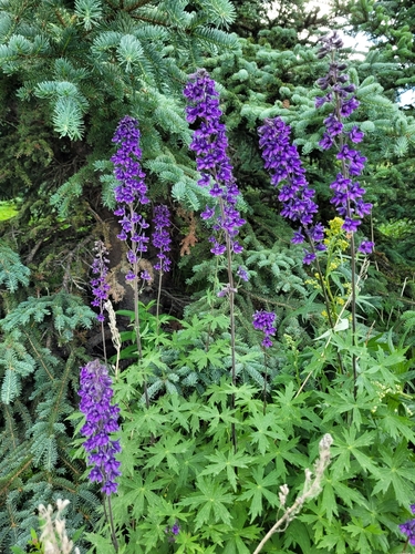 Sierra larkspur