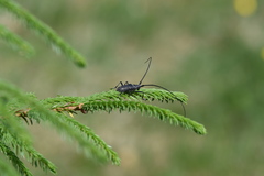 Monochamus sutor