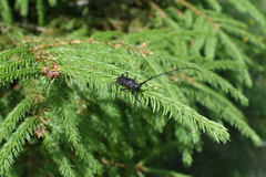 Monochamus sutor