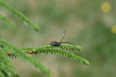 Monochamus sutor