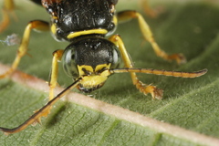 Gorytes laticinctus