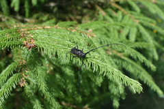 Monochamus sutor