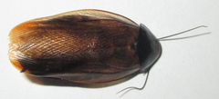 Pycnoscelus surinamensis