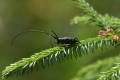 Monochamus sutor