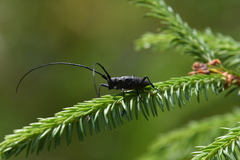 Monochamus sutor