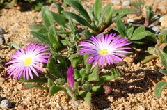 Cleretum hestermalense