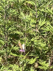 Coenonympha pamphilus