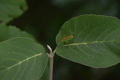 Leptophyes laticauda