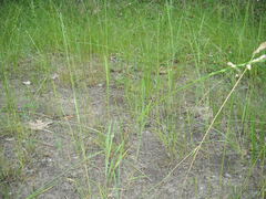 Carex colchica