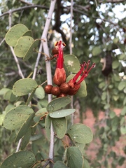 Lysiphyllum cunninghamii