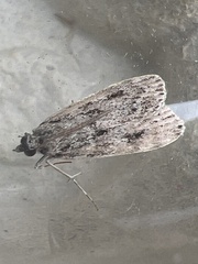 Eudonia truncicolella