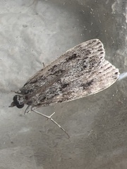 Eudonia truncicolella