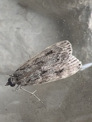 Eudonia truncicolella