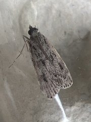 Eudonia truncicolella