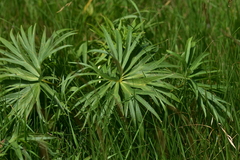 Helleborus multifidus