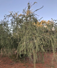 Lysiphyllum cunninghamii