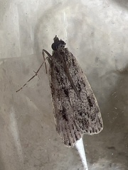 Eudonia truncicolella