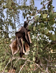 Lysiphyllum cunninghamii