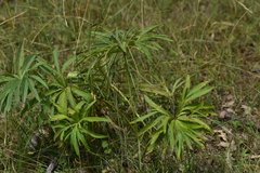 Helleborus multifidus