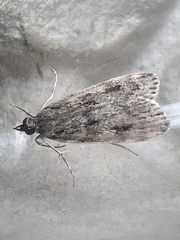 Eudonia truncicolella