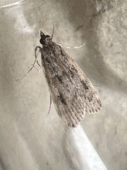 Eudonia truncicolella