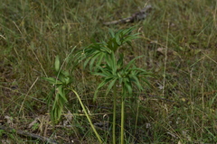 Helleborus multifidus