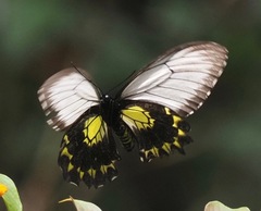 Troides andromache