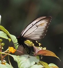 Troides andromache