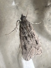 Eudonia truncicolella