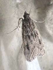 Eudonia truncicolella