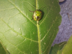 Nezara viridula