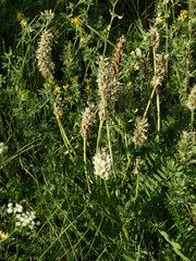 Astragalus austrosibiricus