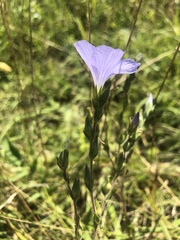 Linum hirsutum
