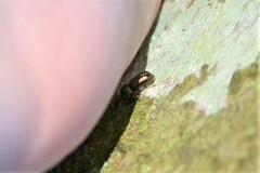 Trypodendron