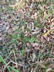 Cyanothamnus ramosus