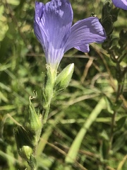 Linum hirsutum