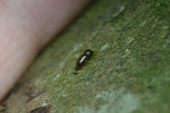 Trypodendron