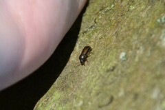 Trypodendron