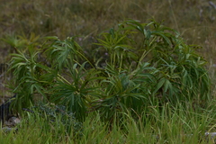 Helleborus multifidus